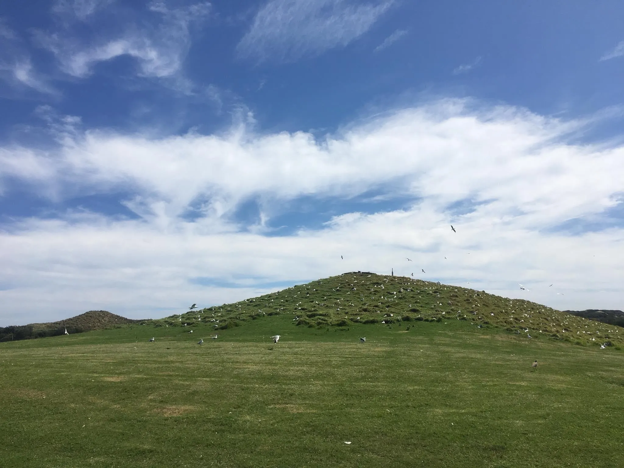 Round green hill on Phillip Island covered in seabirds in flight, with blue sky and white clouds
